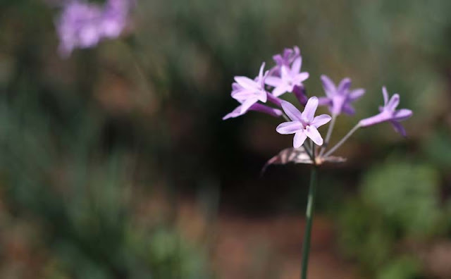 Society Garlic Flowers Pictures