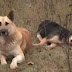 BROKEN-HEARTED DOG STANDS GUARD OVER DEAD MATE'S BODY FOR OVER A WEEK