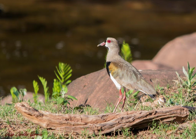 Avistaje de aves en Argentina, Salta. Birdwatching y fotografía de Juan Carlos Gorrini.