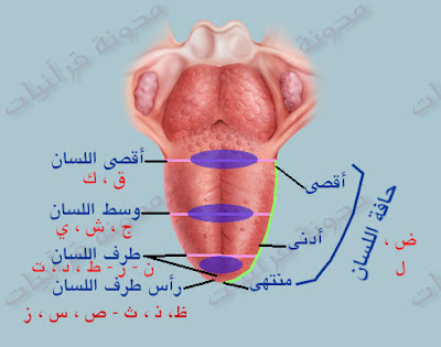 مخارج اللسان