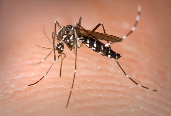 Ini Alasannya Mengapa Gigitan Nyamuk  Menyebabkan Gatal 