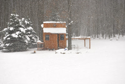 frozen chicken duck coop