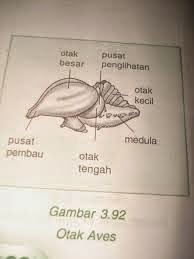 Praktikum fisiologi hewan kelompok 1