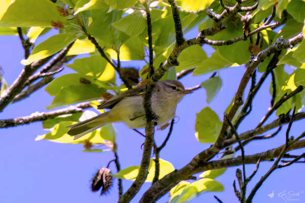 Iberian chiffchaff