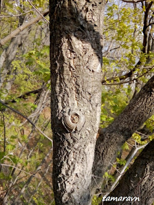 Бархат амурский (Phellodendron amurense)