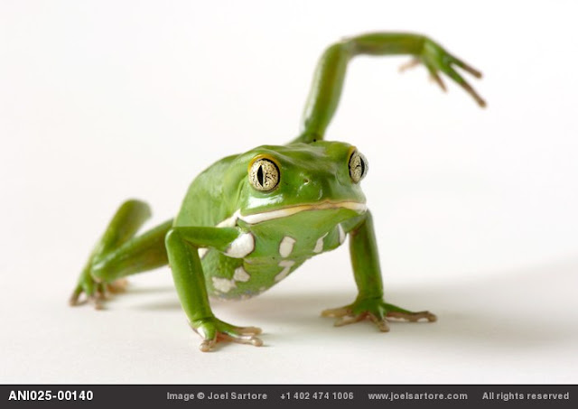 The Vanishing Amphibian Species by Joel Sartore_MyClipta