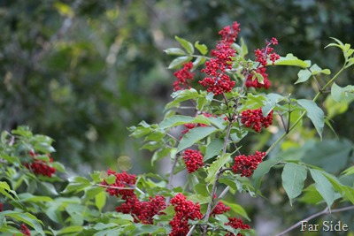 Red Elderberry