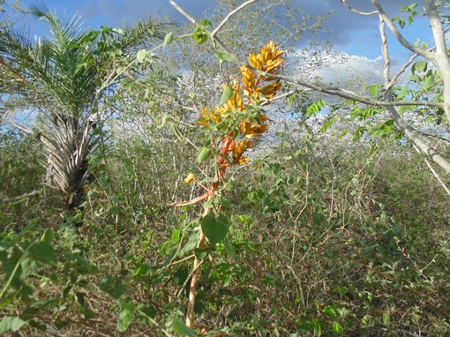 A VEGETAÇÃO DA CAATINGA SOBREVIVE AO LONGO DO TEMPO DEIXANDO GRANDES LIÇÕES PARA O HOMEM