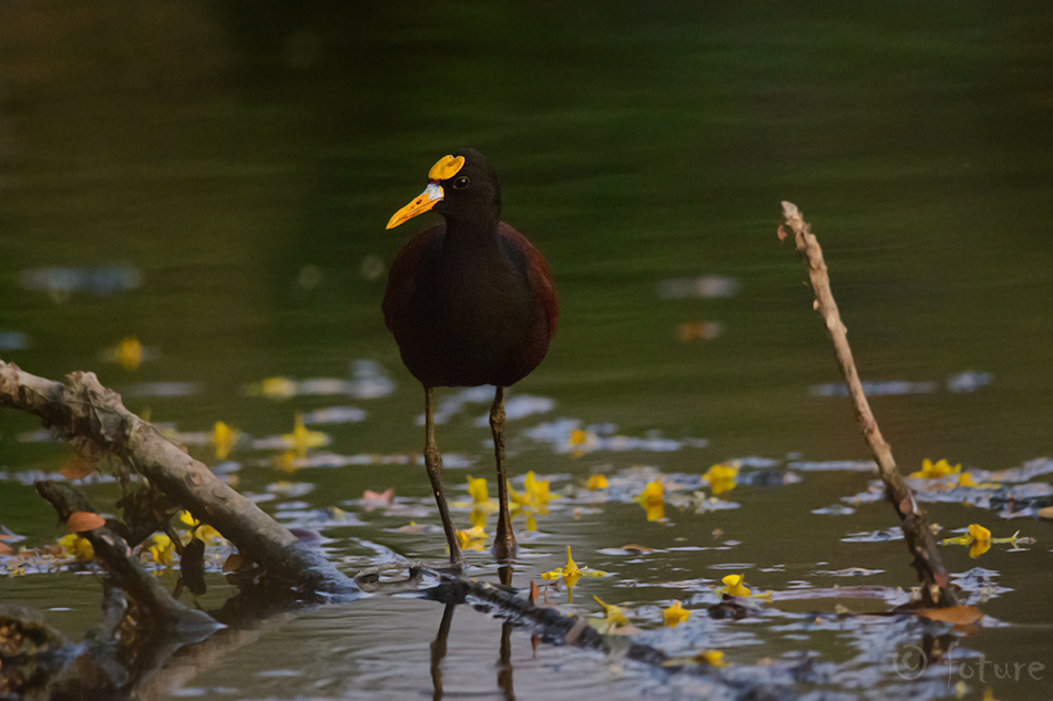 Kuldlauk-lootoselind, Jacana spinosa, Northern Jacana, jassaana, Middle American, jaçana