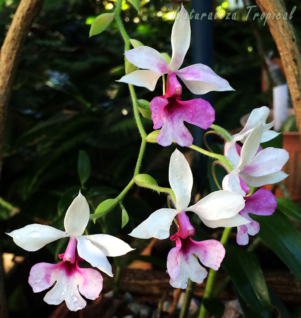 Fotografía de las flores de la especie Calanthe vestita