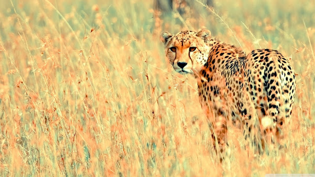 Cheetah Images