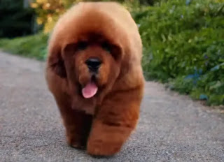 Top 5 Dogs of Asian Continent.