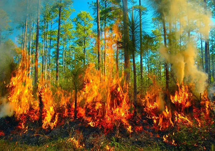 Efectos de los Incendios Forestales