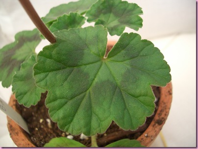 Pelargoner 09 009