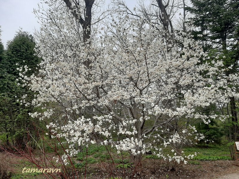 Магнолия Лёбнера (Magnolia × loebneri)