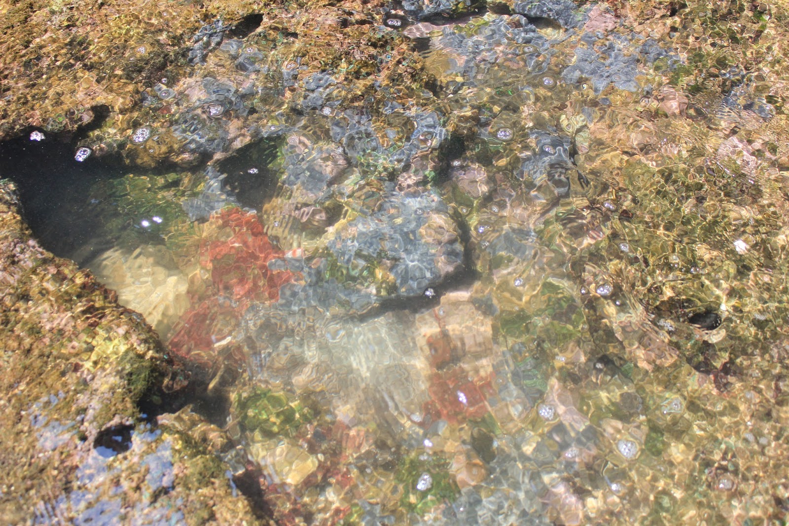 karang ikan pantai drini jogja