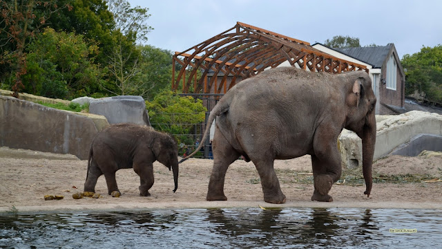 Moeder met jong in Artis.