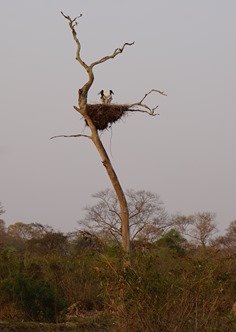 Storchennest