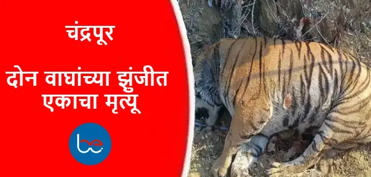 Chandrapur,Chandrapur Live,Chandrapur News Live,Chandrapur Today,Chandrapur  News,Chandrapur News IN Marathi,Chandrapur Tiger Attack,