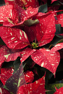 Red and Gold Poinsettia Plant 