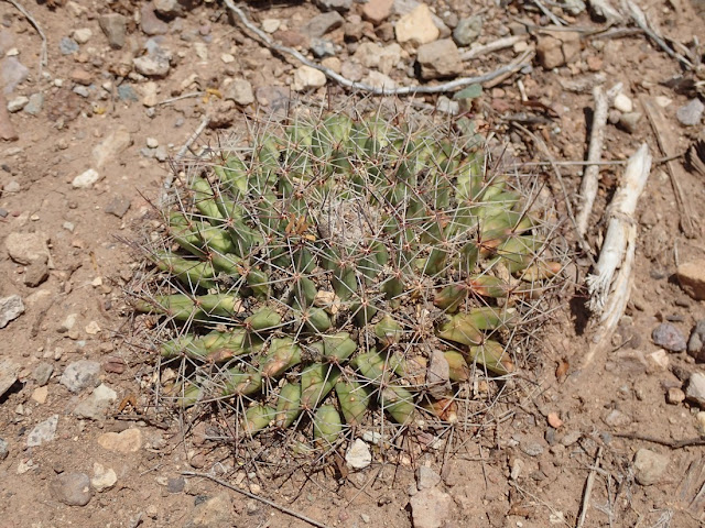 Mammillaria meiacantha