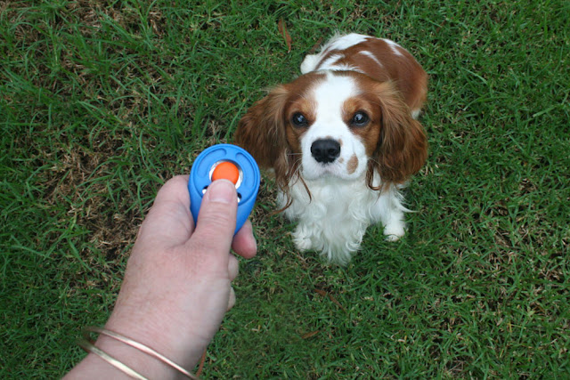 Dog Clicker Training