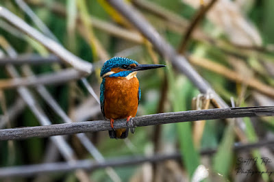 kingfisher-perching