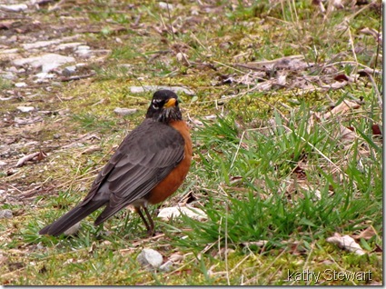 American Robin