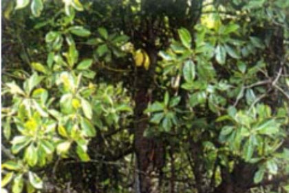 MANGROVE BRUGUIERA CYLINDRICA