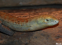 Lagarto de cristal