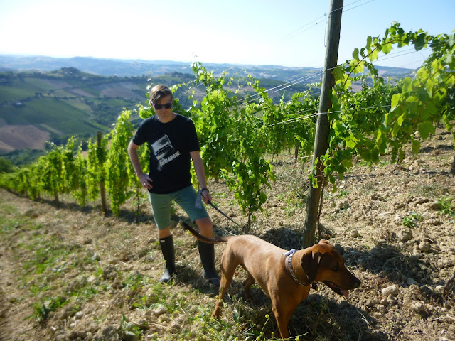 housesitting italian vineyard