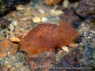 Dendrodoris fumata