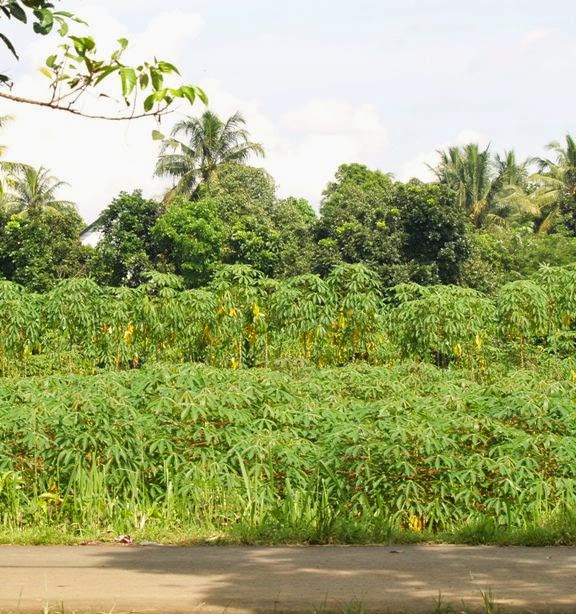 Inspirasi Populer Kebun Singkong