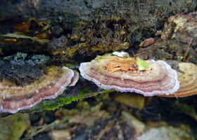 common hardwood polypore, Trichaptum biforme