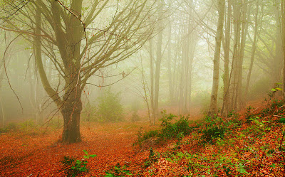 Bosque mágico de paisajes inolvidables (4 fotos)