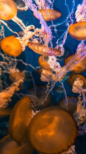 Free Wallpaper Jellyfish, Underwater, Macro