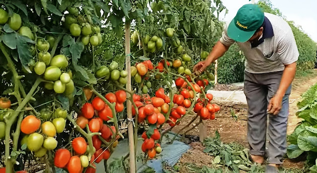 Petani yang cermat memeriksa tanaman tomatnya untuk memastikan kesehatannya