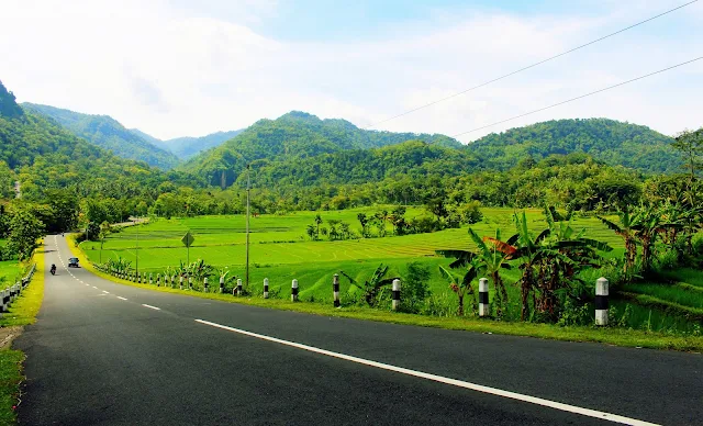 Keindahan Persawahan Watumurah, Pendoworejo, Girimulyo Kulon Progo