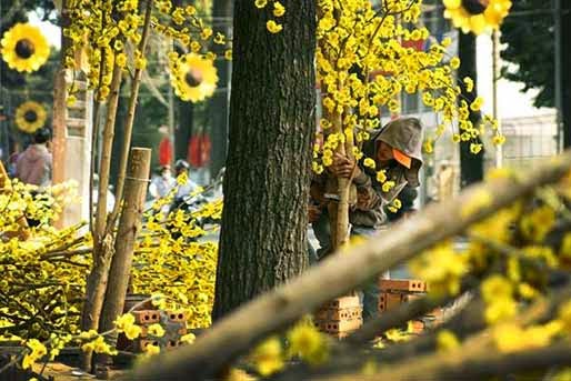 Tản mạn với loài hoa giả trên đường NTMK