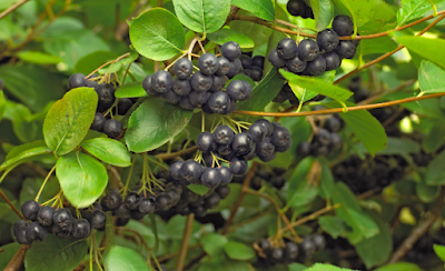 Black Chokeberry (Aronia melanocarpa) Shrub