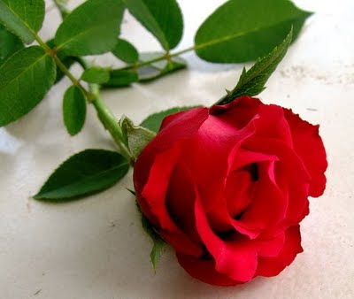  FIEqa azHAR sekuntum mawar merah 