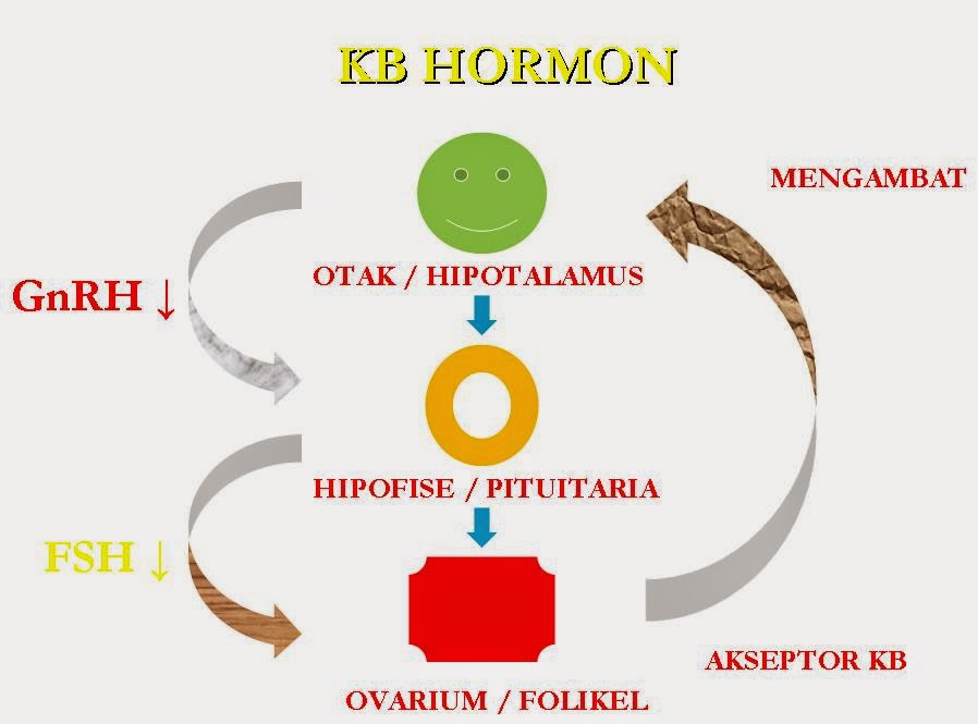 Materi Makalah Sistem Hormon Manusia - Devisologi