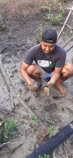 Cegah Abrasi Pemuda Tanjung Bakau dan Relawan Panglima Pusaka Tanam Bibit Mangrove 