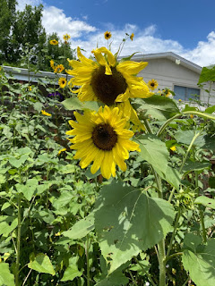 Two Sunflowers