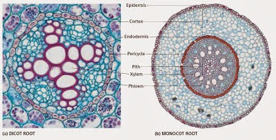 Biologi