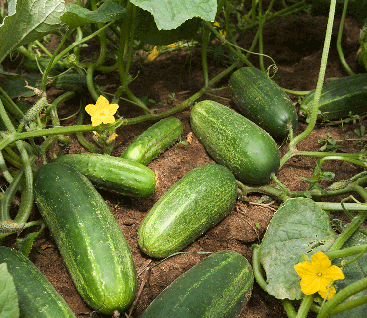 Cucumber Plant (khira) in english