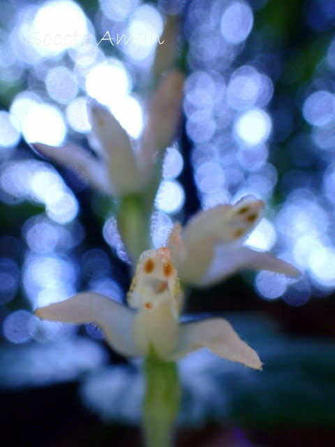 Goodyera schlechtendaliana