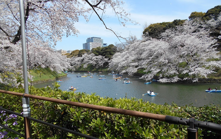 千鳥が淵の桜とボート３