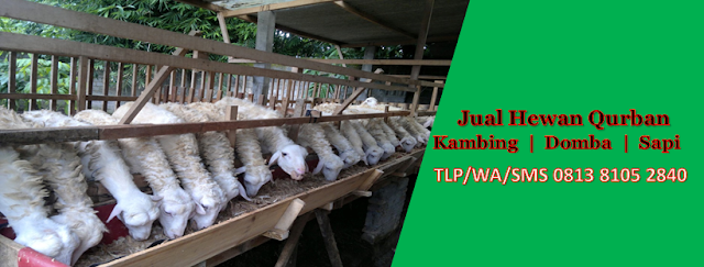 jual hewan qurban matraman jakarta timur