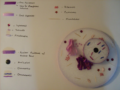 animal cell model with labels. Animal cell completion with